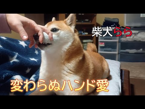 変わらぬハンド愛 サムネイル