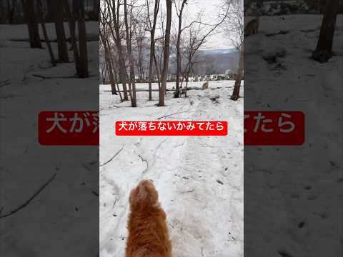 犬が落ちないか見てたら、パパが落ちました サムネイル