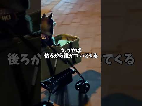 黒柴に忍び寄る影・・・その正体は⁉︎