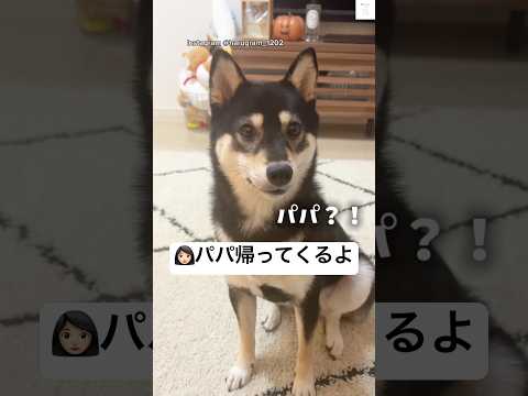 大好きなパパが帰ってきて大喜びの柴犬🐶　#柴犬　#犬　#黒柴　#かわいい　#犬のいる暮らし サムネイル