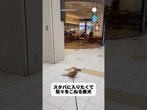 スタバに入りたくて駄々をこねる柴犬　柴犬　犬　いぬ　面白い　スタバ サムネイル
