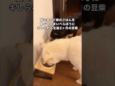 勢い余って姉のごはんに顔面を突っ込み社会の厳しさを学ぶ生後2ヶ月の豆柴 豆柴 柴犬 柴犬のいる暮らし shorts サムネイル