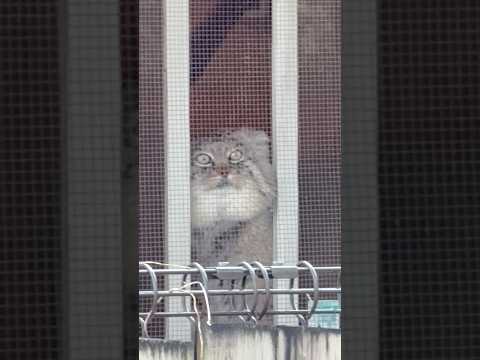 shorts あ！ロータスくん☺️ マヌルネコ　埼玉県こども動物自然公園にて　2026年3月7日 サムネイル