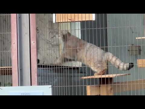 またプロレスごっこが始まりそうな‥😅　マヌルネコのこども　東山動植物園にて　2025年12月15日 サムネイル