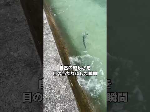 沖縄の海で大魚が小魚を捕食しようとする場面に遭遇 魚 沖縄 海 shorts サムネイル