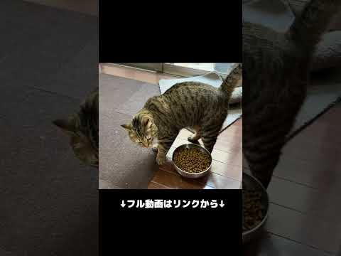 これがほんとの泥棒猫　保護猫 日本犬 甲斐犬 サムネイル