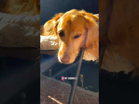 coming home to my golden retriever❤️india retreiver dog pup…
