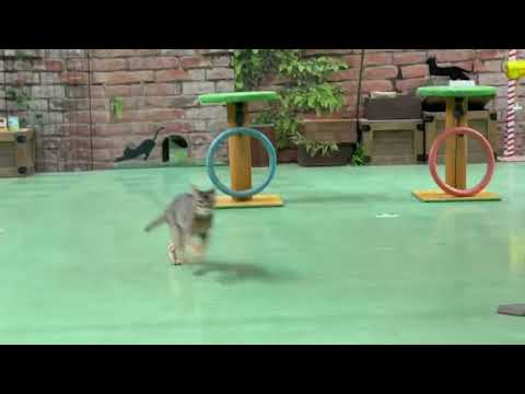 オープニング♪ なかなか見れない猫によるショー ザ・キャッツ　那須どうぶつ王国にて　2026年3月1日 サムネイル