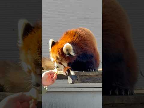 shorts みいちゃんの「動物の食事時間」(動物ガイド) レッサーパンダ　千葉市動物公園にて　2026年2月23日 サムネイル