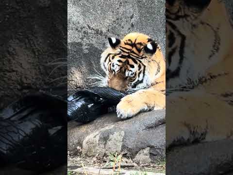 shorts お誕生日プレゼントのタイヤをガジガジ‼️アムールトラ🐯のサーシャちゃん　浜松市動物園　2026年2月14… サムネイル