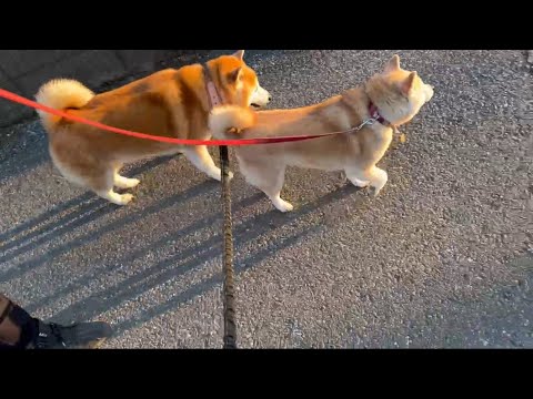 柴犬福 柴友と会った柴犬🤩Shiba-Friend🤩 サムネイル