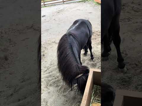 shorts ファベラくん　那須どうぶつ王国　IMG 8092 サムネイル