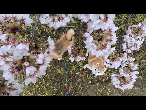 2026年4月8日(水) 【満開！】ウラニワ🌸開花情報 サムネイル