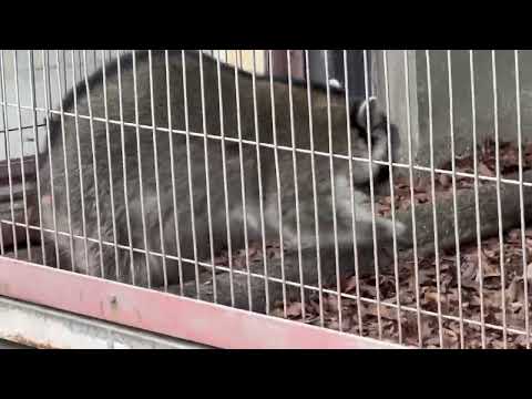 アライグマさん　東山動植物園にて　2026年3月13日 サムネイル