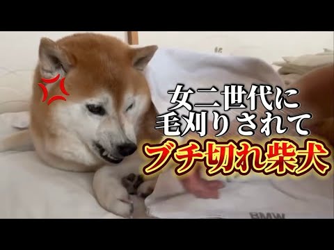 柴犬福 【傑作】女二世代に毛刈りされてブチ切れ柴犬、リニューアルver.🤣Sis and Mother vs Shib… サムネイル