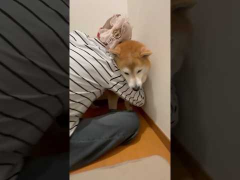 柴犬福 姉に瞬発力で絡まれてしまう柴犬🤣Sis and Shiba🤣姉と柴 shorts japanesedog 柴犬… サムネイル