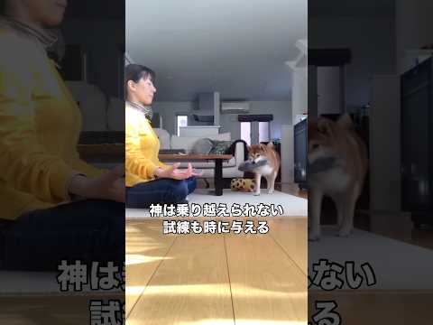 神は乗り越えられない試練を私に与えたようだ･･･これじゃ瞑想できません笑 柴犬 赤柴 瞑想 柴犬のいる暮らし サムネイル