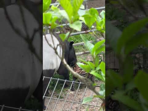 shorts カナエちゃんママとカナタくん親子 マレーバク 千葉市動物公園にて 2026年7月12日