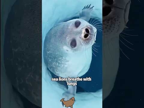 Why do sea lions come ashore to sleep? Here's why! 🌊 #anima… サムネイル