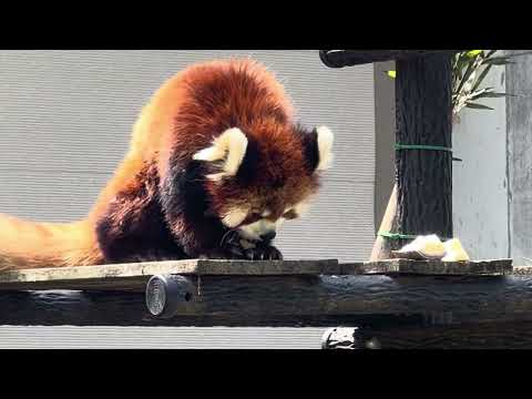 みいちゃんの食事タイム　レッサーパンダ　千葉市動物公園　2026年4月19日 サムネイル
