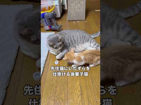 預かり猫だった茶トラの子猫が正式におうち猫になった🐱先輩猫と仲良くやれますように #茶トラ #子猫 #実家猫 #sho… サムネイル