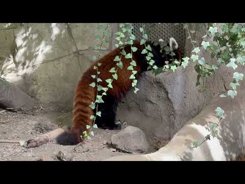 今朝も 自らの美しさをチェックする栄栄(ロンロン)さん　レッサーパンダ　那須どうぶつ王国にて　2026年3月1日 サムネイル