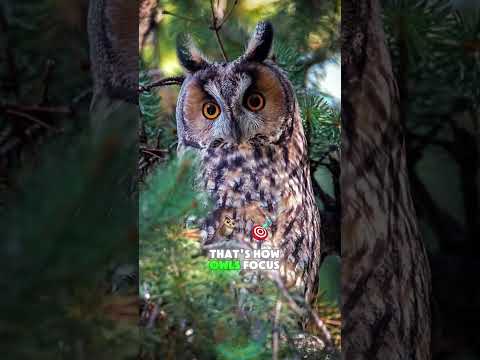 Why Owls Can't Move Their Eyes and the Surprising Truth Beh…