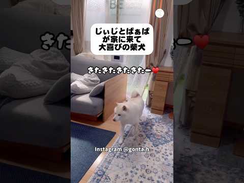 待ってた…‼️じぃじとばぁばに会えて大喜びの柴犬　　柴犬　白柴　犬　かわいい犬 犬のいる暮らし サムネイル
