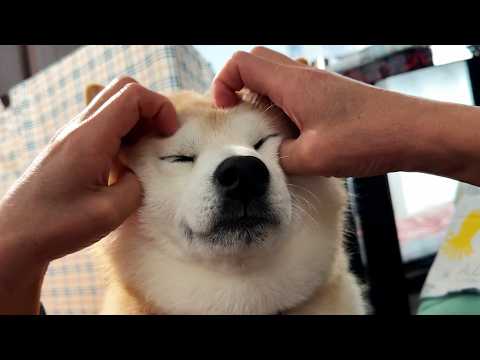 両手でもみくちゃにされるも、すべてを受け入れる柴犬 サムネイル