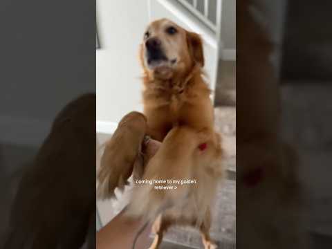 coming home to my golden retriever🥵goldenretreivers dog pup… サムネイル