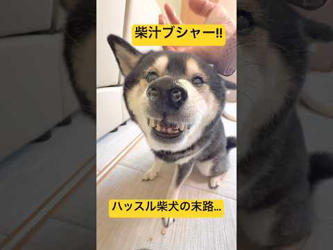 【悲報】ハッスルしすぎた柴犬の末路... サムネイル