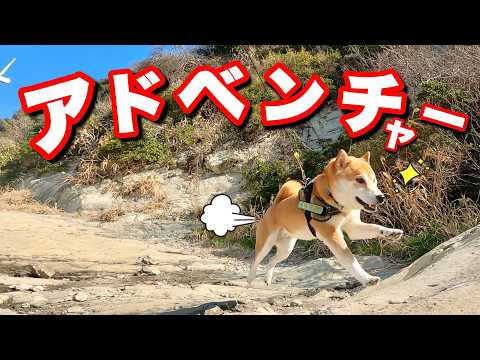 まさか柴犬が魚になるなんて思いもしませんでした・・・ サムネイル