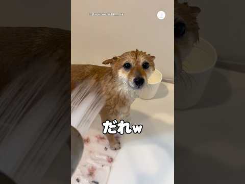 お風呂嫌いな犬、洗われた結果“別犬”になる　　　犬　犬のいる暮らし　可愛い犬　面白い犬　犬のいる生活 サムネイル