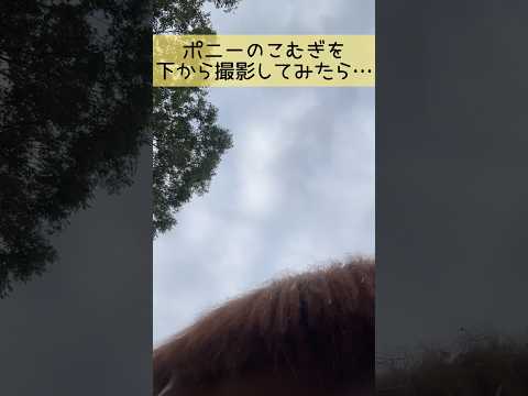 こむぎを下から撮影してみたら…東武動物公園 ポニー こむぎ  動物 zoo 動物園