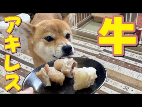 【なにこれ？】食べてびっくり！お初の牛アキレスをガッツリいただきます　柴犬小夏　ASMR サムネイル