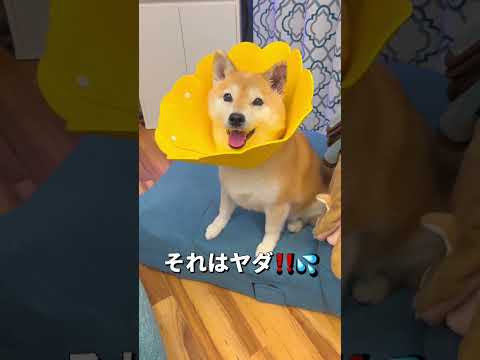 耳に薬塗ってエリカラ付けたらご機嫌ななめ💦柴犬 チワワ shorts