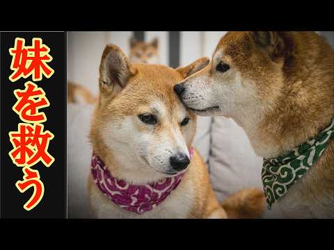 心が傷ついた妹柴犬に、そっと寄り添う兄柴犬が優しすぎてジーンときました。