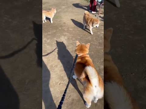 柴犬福 柴距離の柴集会🤣Shiba-Group🤩shorts japanesedog 柴犬 shibainu dogs… サムネイル