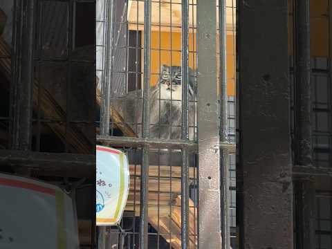 shorts ここはフィーガくんの安全地帯🤭　マヌルネコ　野毛山動物園にて　2025年12月6日 サムネイル