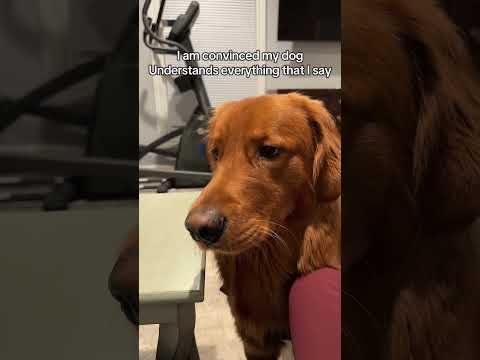 Who else talks to their dog like they’re a human? サムネイル