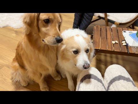 怒られている兄犬の代わりに謝りにくるゴールデンレトリバーの優しさに感動しました...【ボーダーコリー】 サムネイル