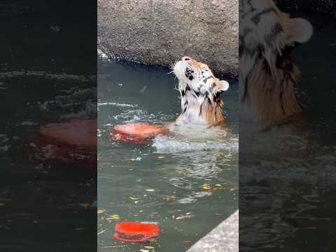 shorts 泳ぐソーンさん 眺めるローラさん😊　アムールトラ　浜松市動物園にて　2026年4月5日 サムネイル