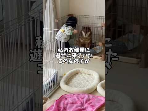 柴犬2頭🐕🐻と女の子👧三姉妹のお話 サムネイル