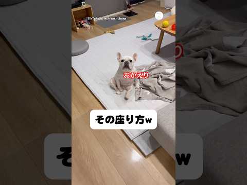 お風呂上がり、この座り方で待ってた犬　　フレンチブルドッグ 犬　面白い　犬のいる暮らし 犬のいる生活 サムネイル