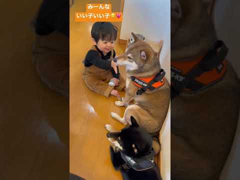 一歳の男の子と柴犬が仲良くなりました サムネイル