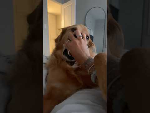 coming home to my golden retriever❤️india retreiver dog pup…
