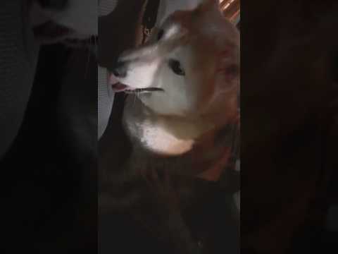 柴犬福 メンヘラ姉に絡まれてる時のプリティボ氏🤣Sis and Shiba🤣姉と柴 柴犬 shorts japanes… サムネイル