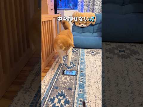 得意不得意😅柴犬 チワワ shorts サムネイル