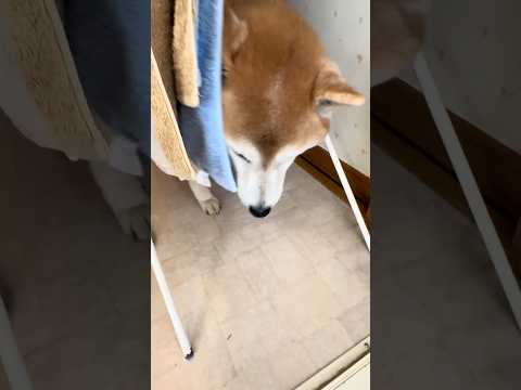 柴犬福 自ら苦手な風呂場に入る即退散する柴犬🤣Why here🤣shorts funny funnydog dogsh… サムネイル