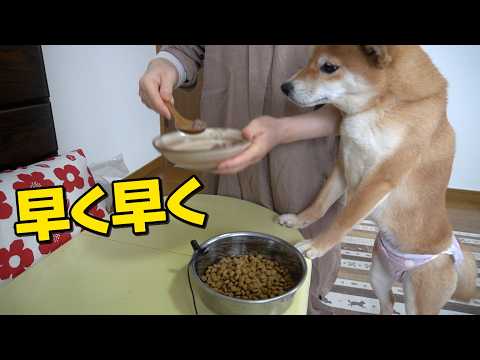 母さんがご飯の準備してくれたら1.5倍速で食べる！柴犬小夏　ASMR 湊川散歩